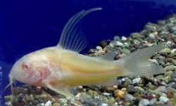 Hoplisoma paleatum