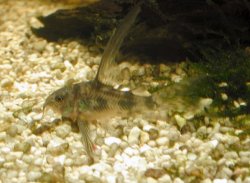 Hoplisoma paleatum