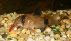 Hoplisoma panda