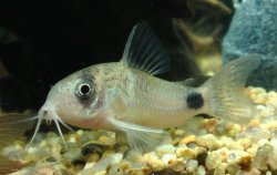 Hoplisoma panda