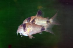 Hoplisoma panda