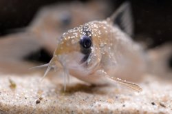 Hoplisoma panda