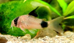 Hoplisoma panda