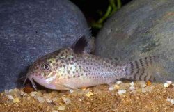 Hoplisoma paragua - Click for species page
