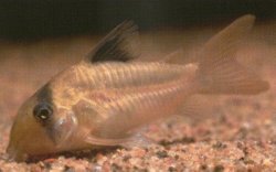 Hoplisoma potaroense - Click for species page