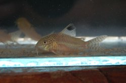 Hoplisoma punctatum