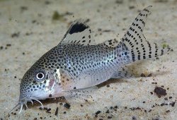 Hoplisoma punctatum