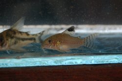 Hoplisoma punctatum