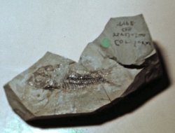 Hoplisoma revelatum