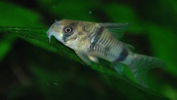 Hoplisoma reynoldsi