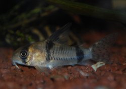 Hoplisoma reynoldsi