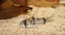 Hoplisoma reynoldsi