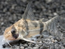 Hoplisoma reynoldsi