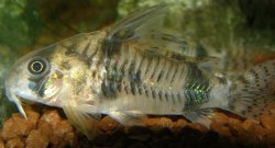Hoplisoma reynoldsi
