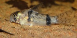 Hoplisoma reynoldsi