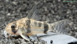 Hoplisoma reynoldsi