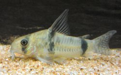 Hoplisoma reynoldsi