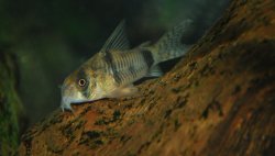 Hoplisoma reynoldsi