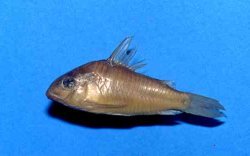 Hoplisoma sanchesi - Click for species page