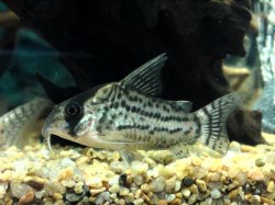 Hoplisoma schwartzi