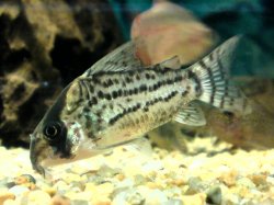 Hoplisoma schwartzi