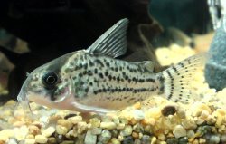 Hoplisoma schwartzi