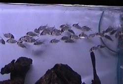 Hoplisoma schwartzi