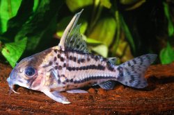 Hoplisoma schwartzi