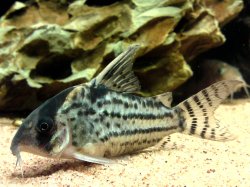 Hoplisoma schwartzi