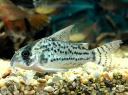 Hoplisoma schwartzi