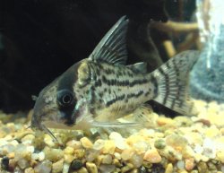 Hoplisoma schwartzi