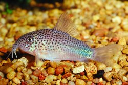 Hoplisoma simile