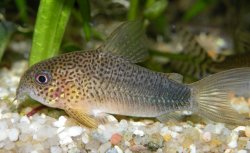 Hoplisoma simile