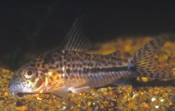 Hoplisoma sipaliwini