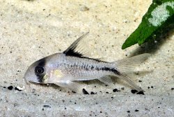 Hoplisoma sp. (C003)
