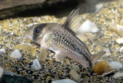 Hoplisoma sp. (C003)