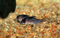 Hoplisoma sp. (C021)