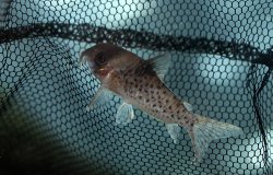 Hoplisoma sp. (C021)