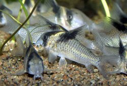 Hoplisoma sp. (C030) - Click for species page