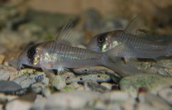 Hoplisoma sp. (C040) - Click for species page