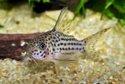 Hoplisoma sp. (C045) - Click for species page