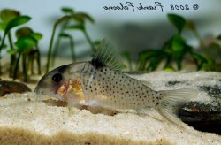 Hoplisoma sp. (C054)