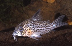Hoplisoma sp. (C062) - Click for species page