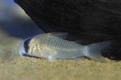 Hoplisoma sp. (C073) - Click for species page