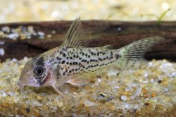 Hoplisoma sp. (C079) - Click for species page