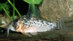 Hoplisoma sp. (C082) - Click for species page