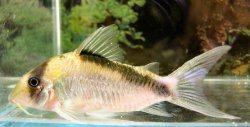 Hoplisoma sp. (C084) - Click for species page