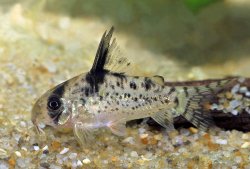 Hoplisoma sp. (C090) - Click for species page