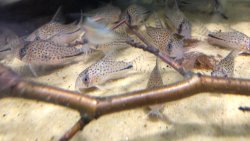 Hoplisoma sp. (C091)