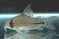 Hoplisoma sp. (C091)